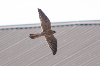 Common Kestrel 静岡県 Thu, 9/22/2022