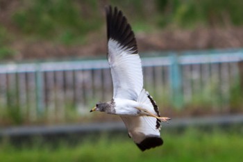 Grey-headed Lapwing 静岡県 Tue, 9/20/2022