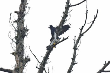 ハヤブサ 青葉山公園 2022年9月23日(金)