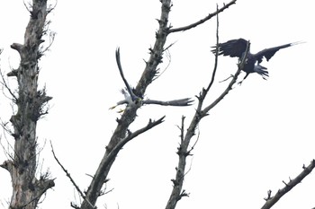 ハヤブサ 青葉山公園 2022年9月23日(金)