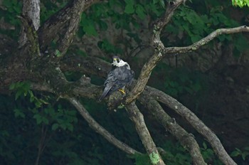 ハヤブサ 青葉山公園 2022年9月23日(金)