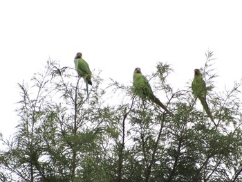 ワカケホンセイインコ 井の頭公園 2022年9月23日(金)