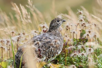 2022年9月19日(月) 室堂平の野鳥観察記録