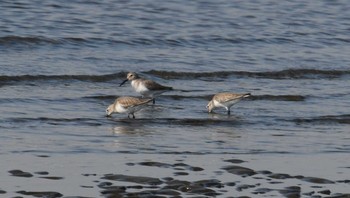 ハマシギ 葛西臨海公園 2018年2月4日(日)