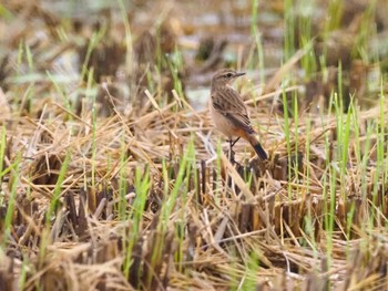 ノビタキ 厚木田んぼ(猿ヶ島) 2022年9月23日(金)