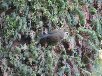 Rufous-winged Fulvetta