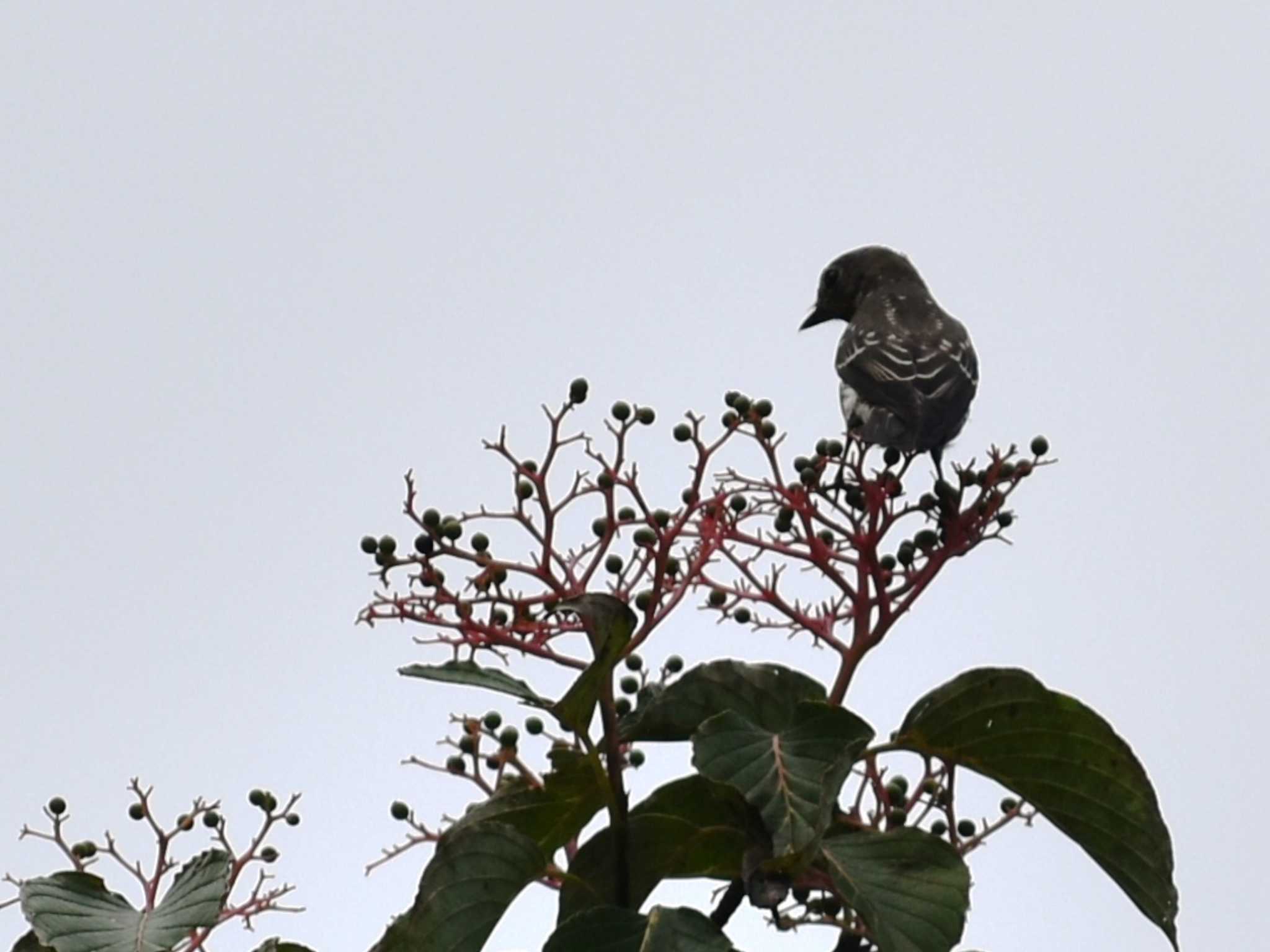 Photo of Grey-streaked Flycatcher at 南阿蘇ビジターセンター by jo6ehm