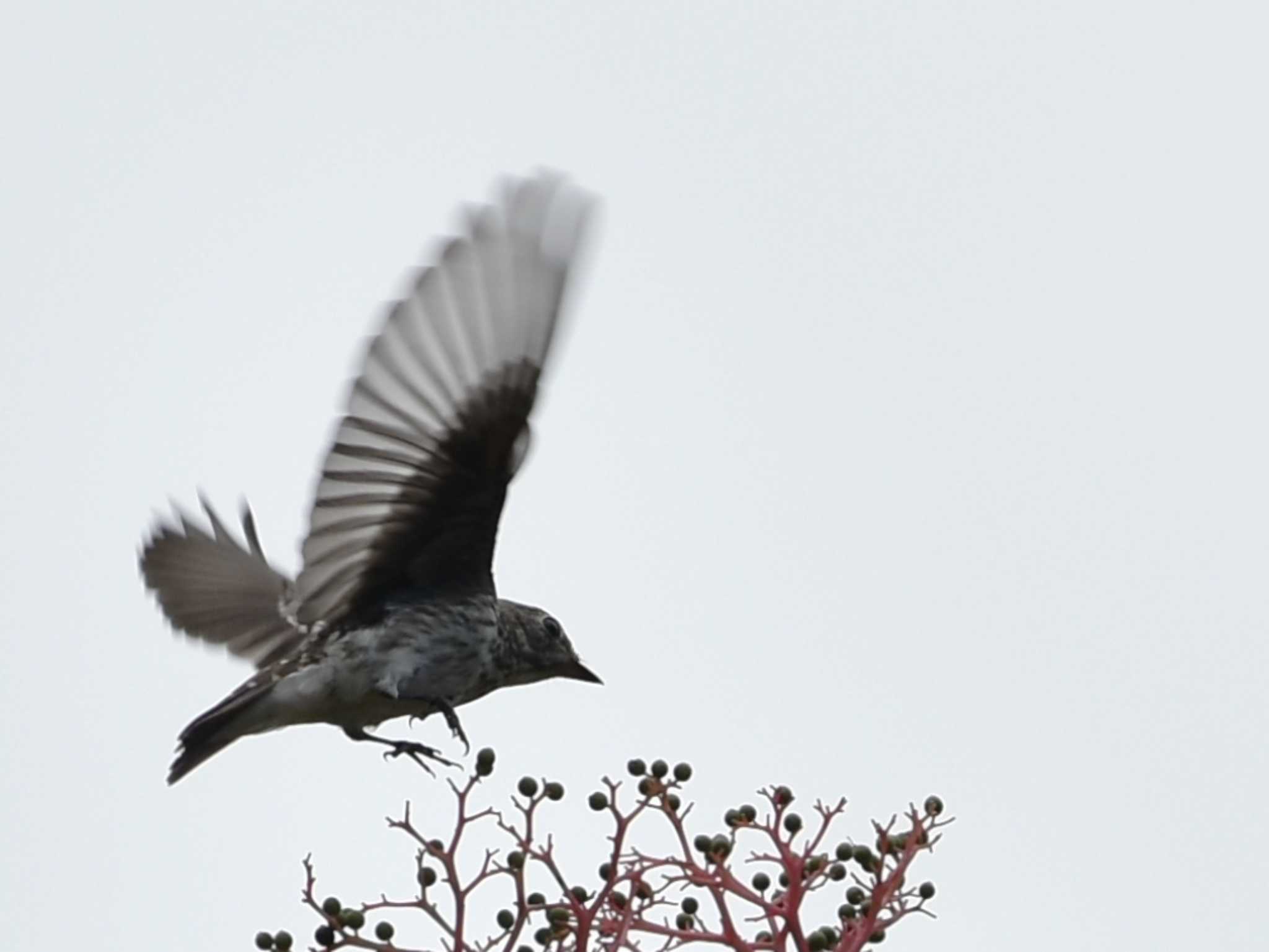 Photo of Grey-streaked Flycatcher at 南阿蘇ビジターセンター by jo6ehm