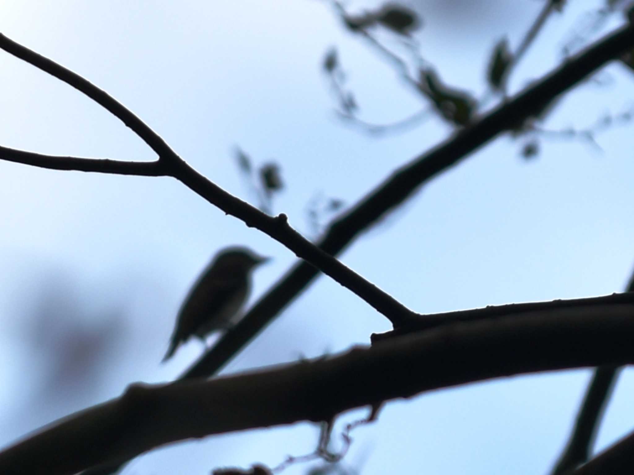 Photo of Grey-streaked Flycatcher at 南阿蘇ビジターセンター by jo6ehm