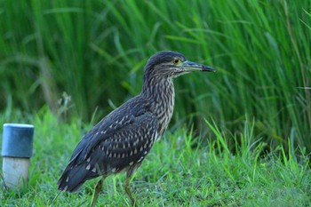 Black-crowned Night Heron 金武町田いも畑(沖縄県) Fri, 9/23/2022