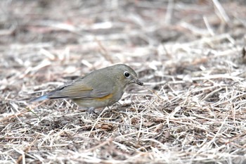 Sun, 2/4/2018 Birding report at Kasai Rinkai Park