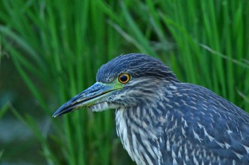 Black-crowned Night Heron 金武町田いも畑(沖縄県) Fri, 9/23/2022