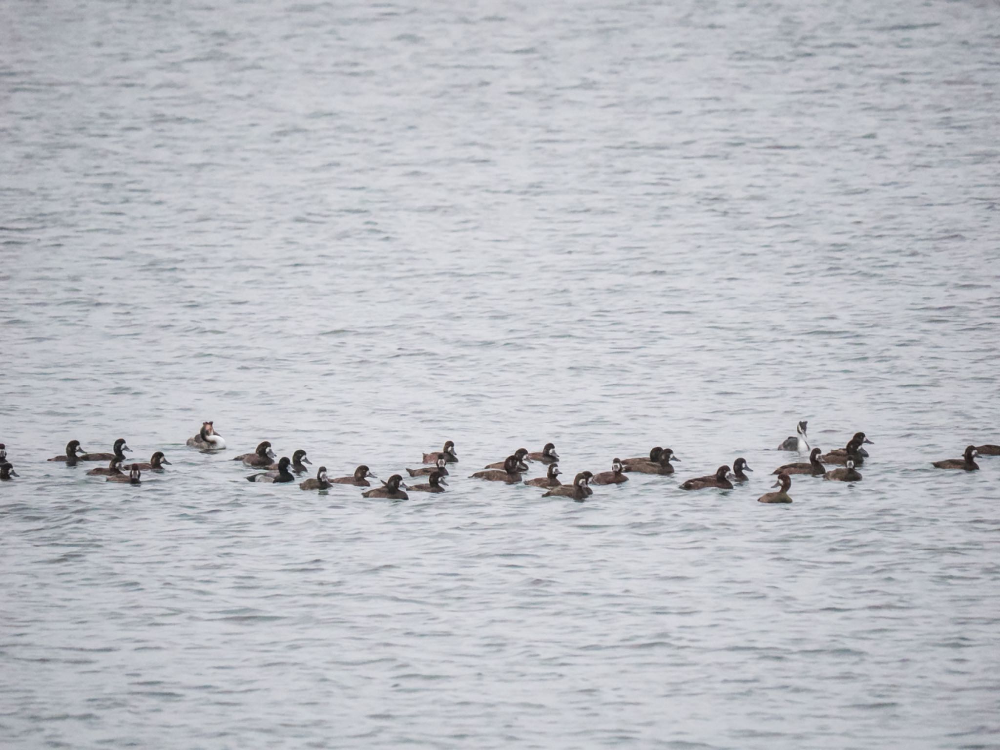 カンムリカイツブリ夏羽2羽も混じる スズガモ成鳥♂1羽のみ茶色はメスと幼鳥とエクリプス雄かな？ by クロやん