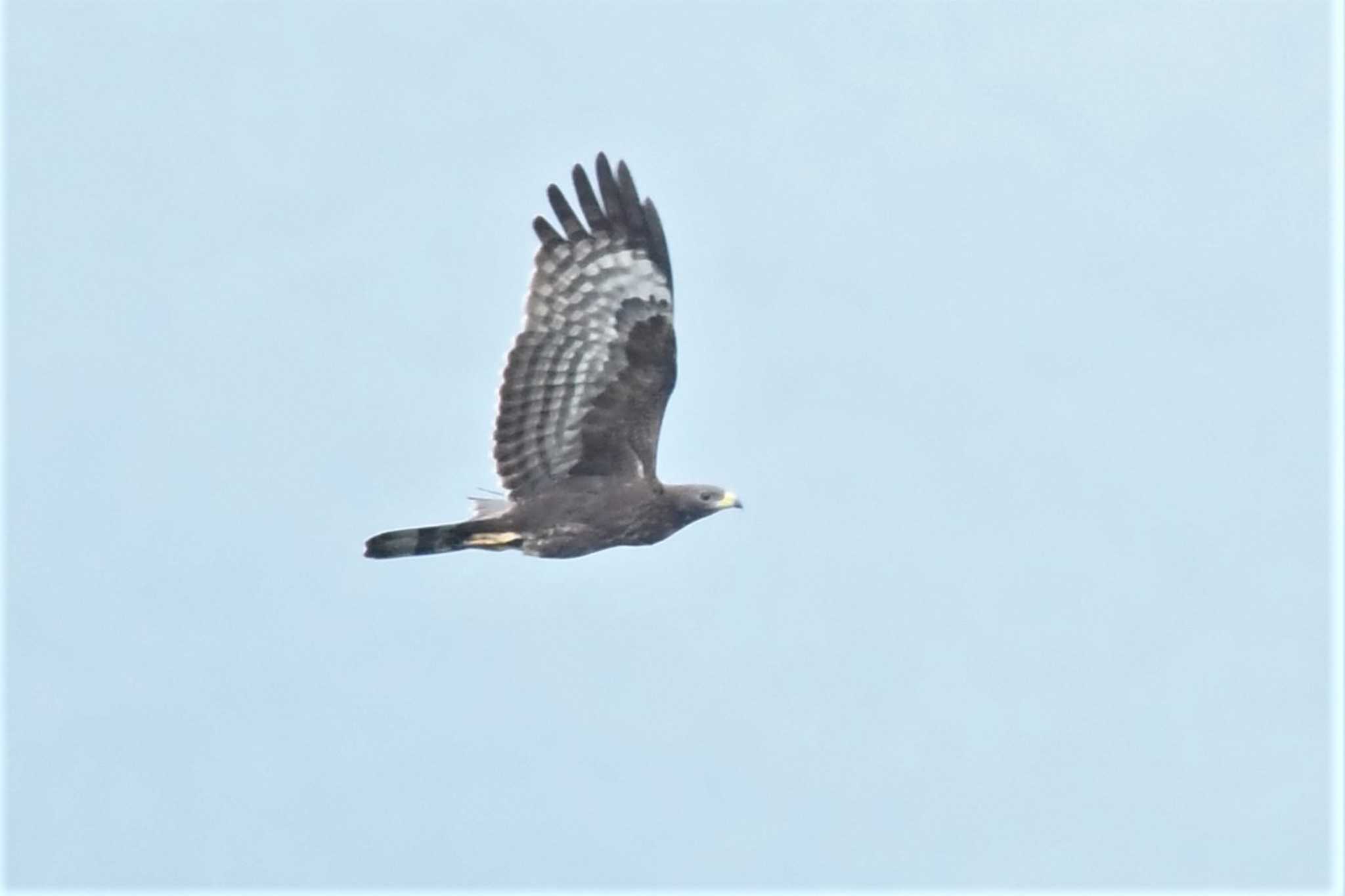 Photo of Crested Honey Buzzard at Shirakaba-touge by でみこ