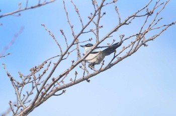 Azure-winged Magpie Unknown Spots Unknown Date