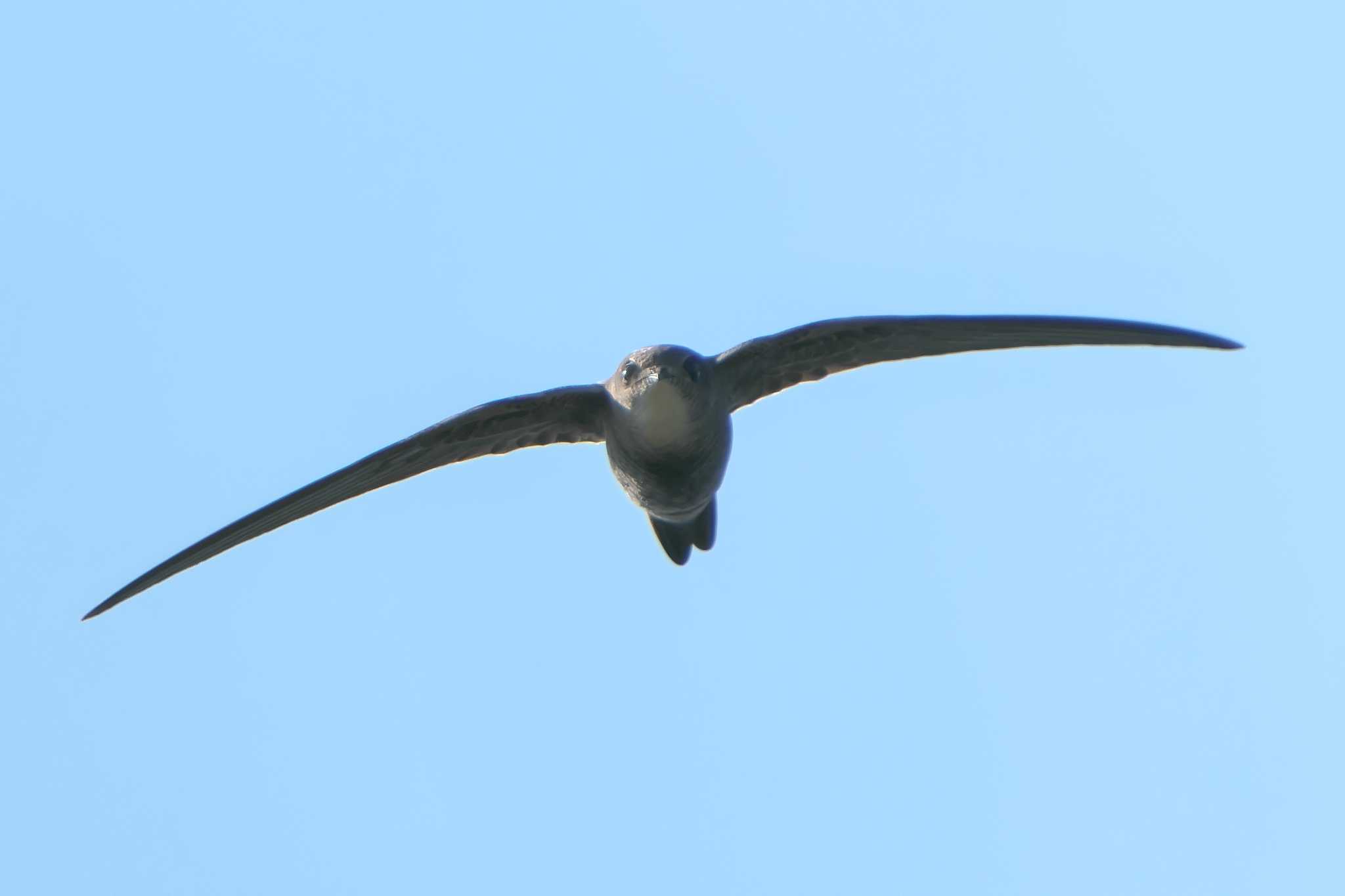 Photo of Pacific Swift at 烏帽子岳(長崎県) by 禽好き