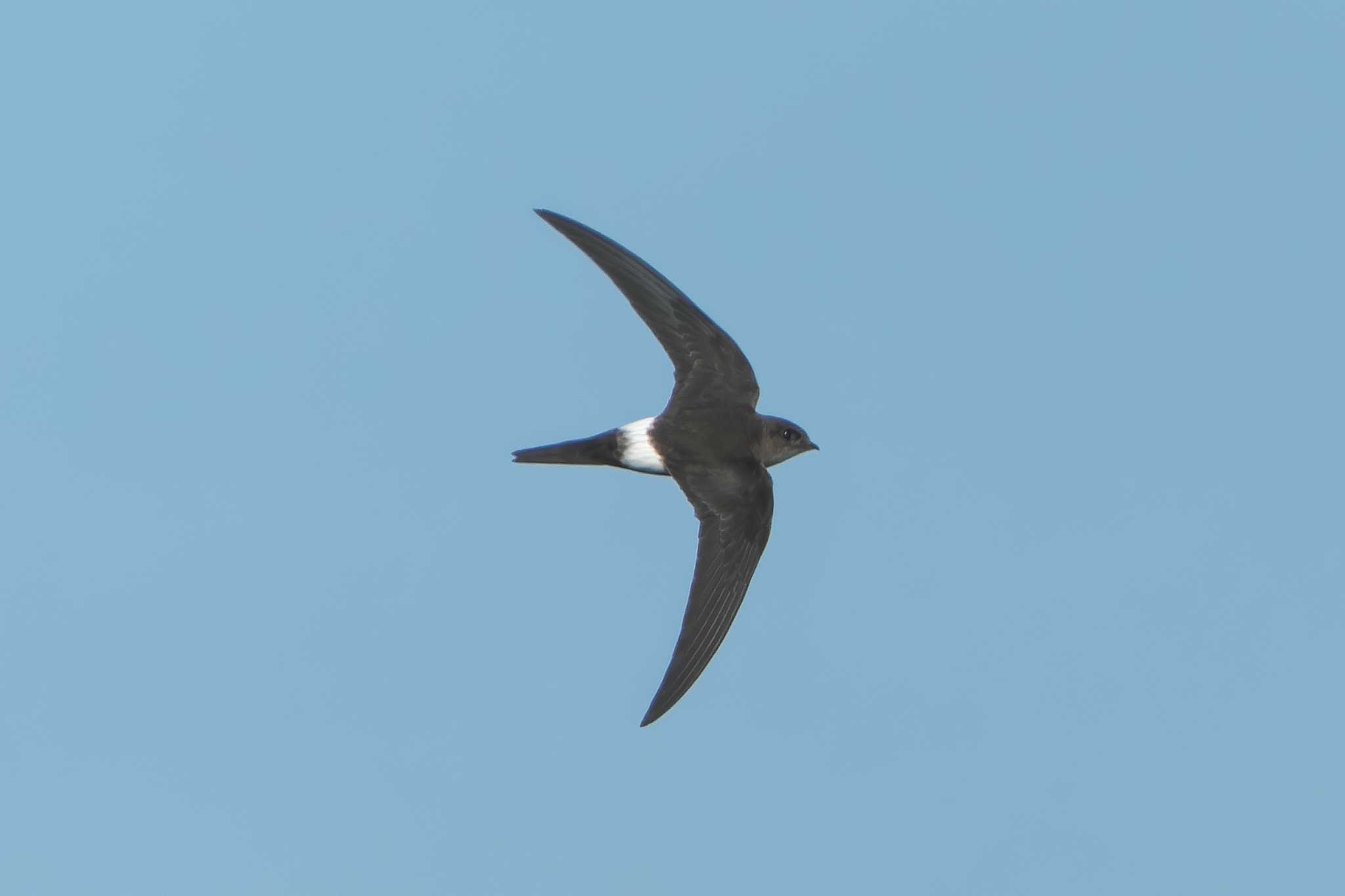 Pacific Swift