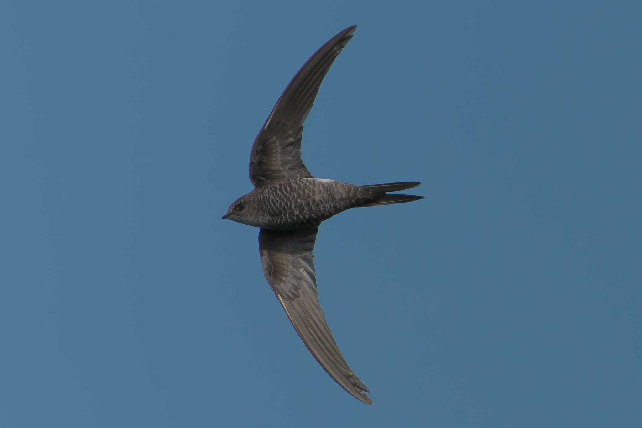 Photo of Pacific Swift at 烏帽子岳(長崎県) by 禽好き