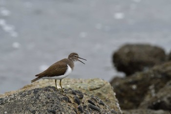 イソシギ 東京港野鳥公園 2022年9月23日(金)