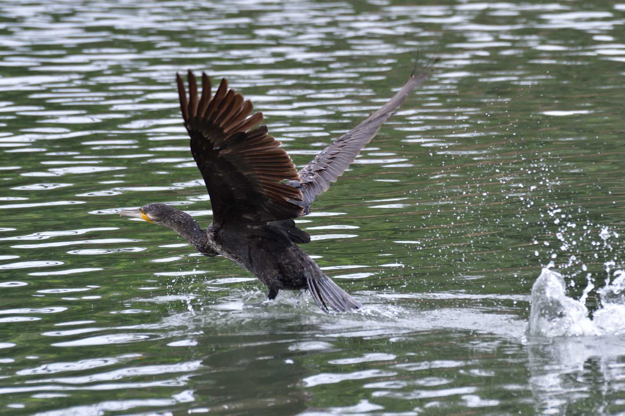 東京港野鳥公園 カワウの写真 by がぶたん