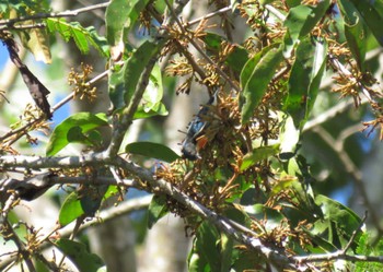 Fire-breasted Flowerpecker ドイインタノン Unknown Date