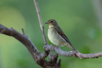 2022年9月12日(月) 東京都立桜ヶ丘公園(聖蹟桜ヶ丘)の野鳥観察記録