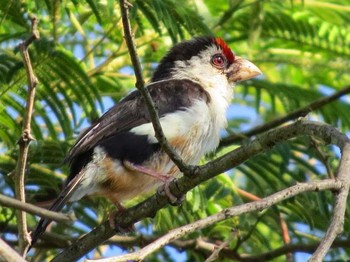 Black-backed Barbet