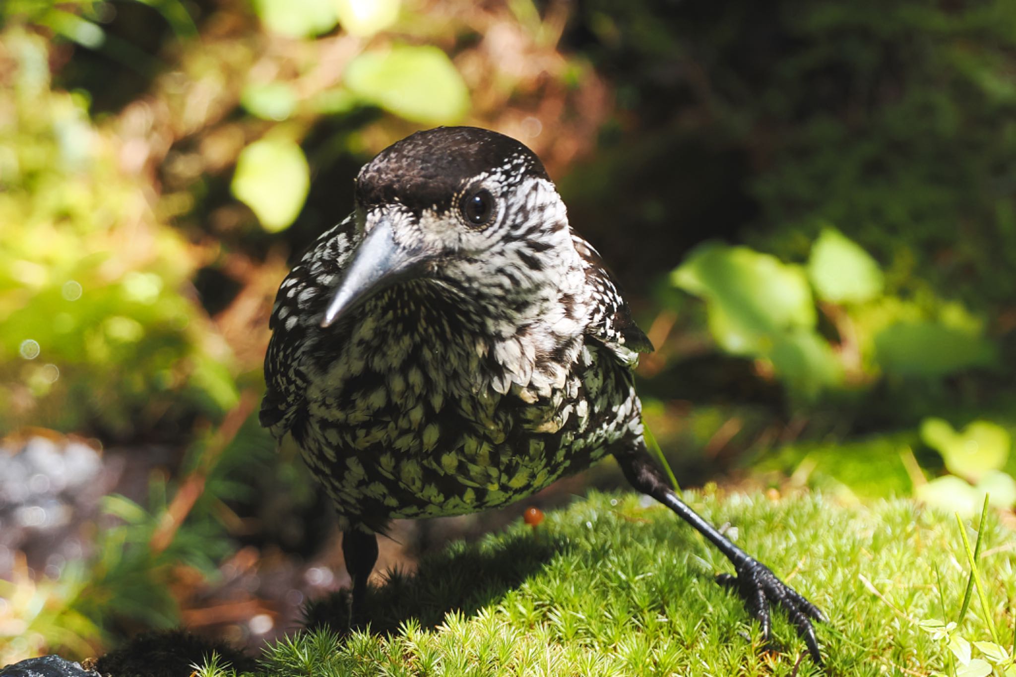 Spotted Nutcracker