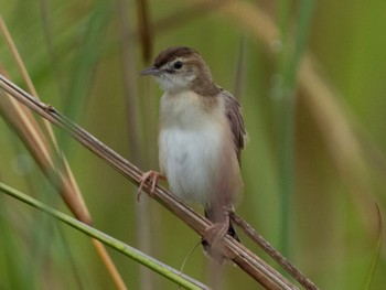 Zitting Cisticola Jurong Lake Gardens Sat, 9/24/2022