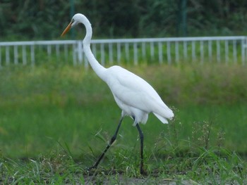 チュウサギ 大久保農耕地 2022年9月24日(土)