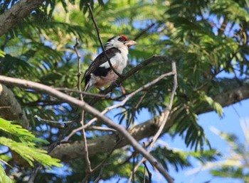 Black-backed Barbet ザンビア Unknown Date