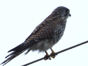 チョウゲンボウ 大久保農耕地 2022年9月24日(土)