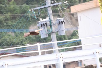 トビ 熊本 2022年9月24日(土)