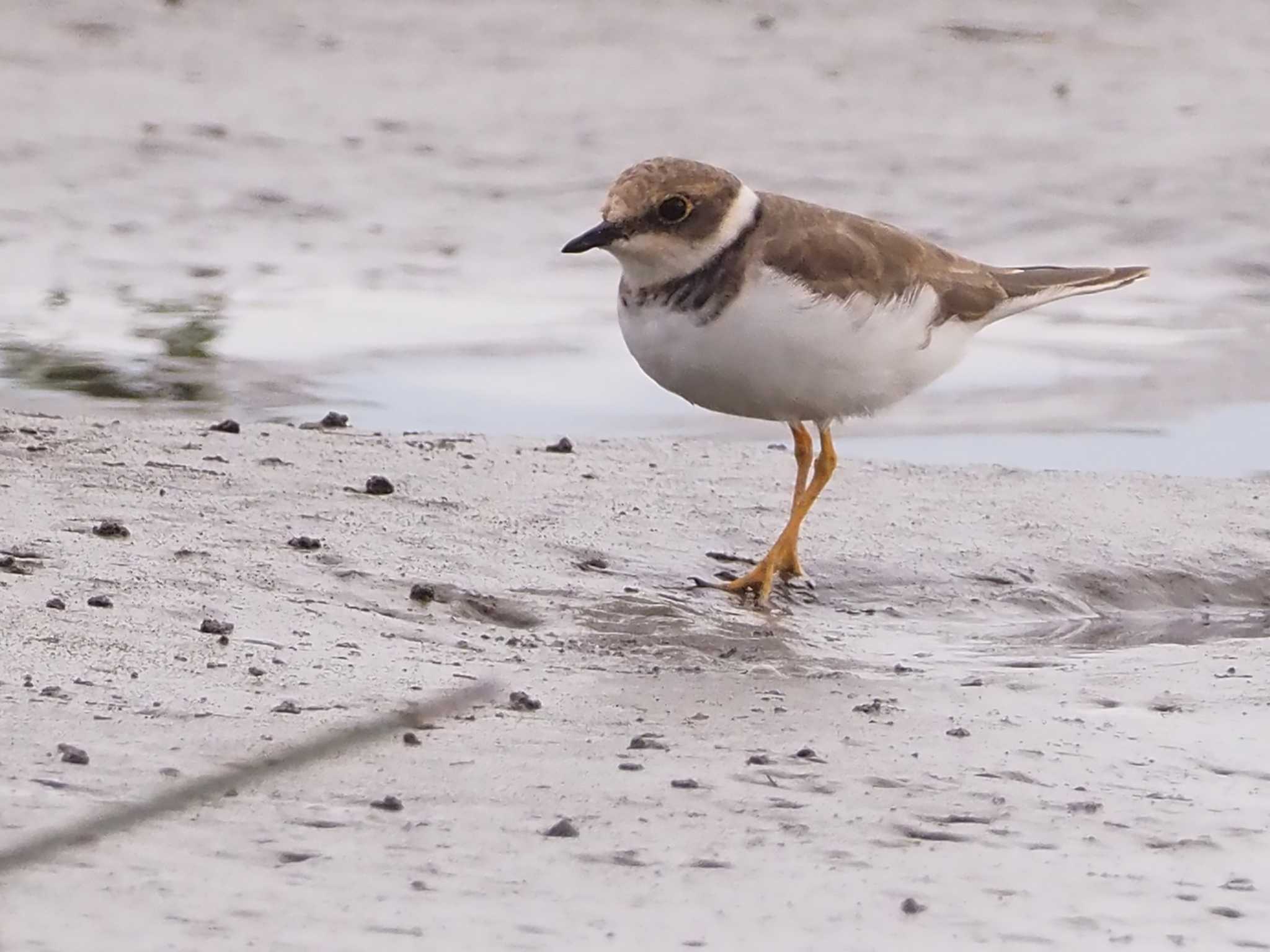 Little Ringed Plover