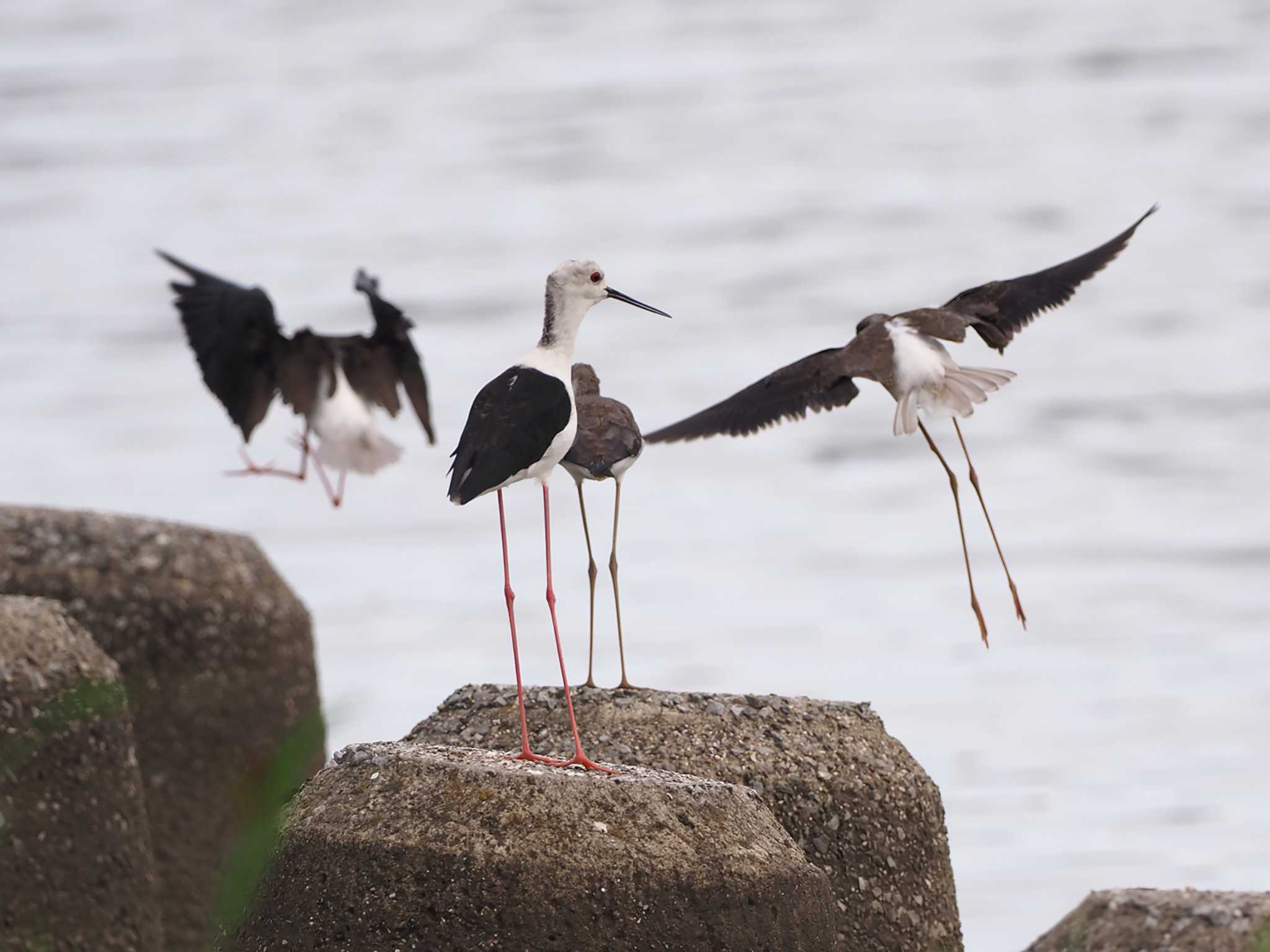 Black-winged Stilt