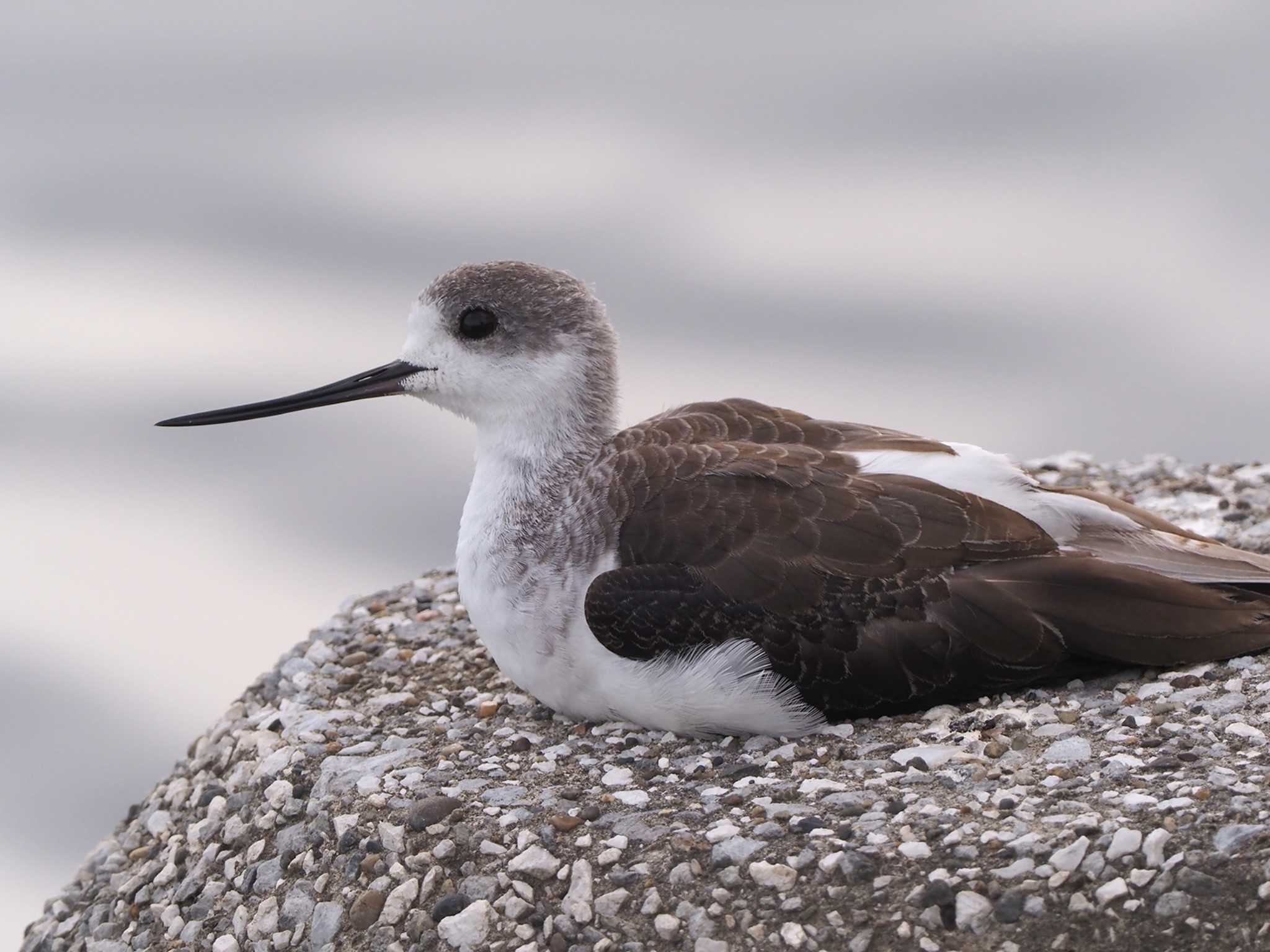 Black-winged Stilt