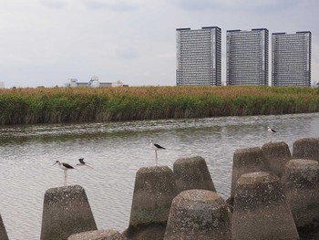 セイタカシギ 六郷橋緑地 2022年9月17日(土)