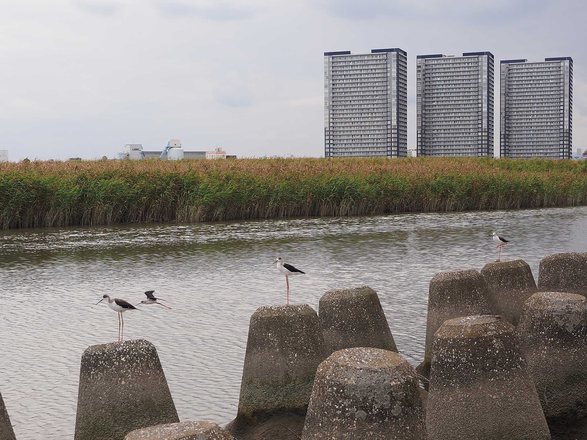 Black-winged Stilt