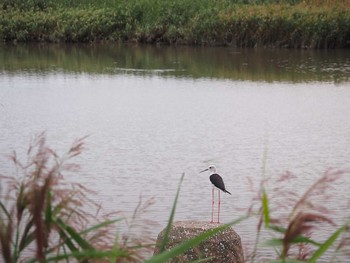 Black-winged Stilt 六郷橋緑地 Sat, 9/17/2022