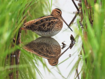 2022年9月24日(土) さいたま市農耕地の野鳥観察記録