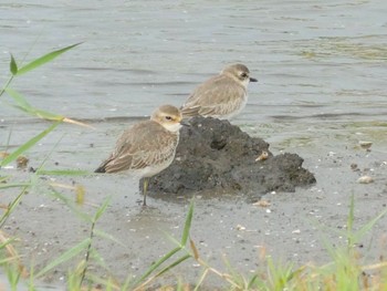 2022年9月19日(月) 谷津干潟の野鳥観察記録