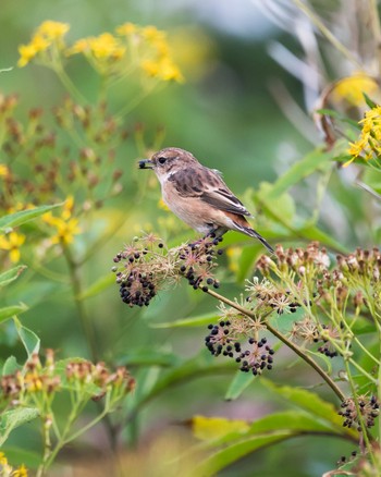 Amur Stonechat 長野県 Fri, 8/26/2022