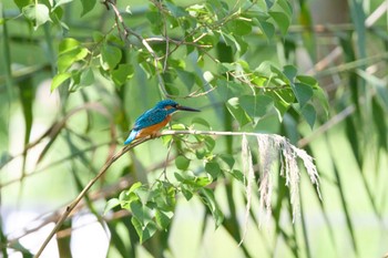 2022年9月24日(土) 千里南公園の野鳥観察記録