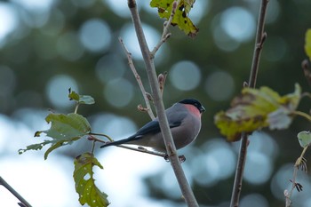 ウソ 早戸川林道 2017年11月21日(火)