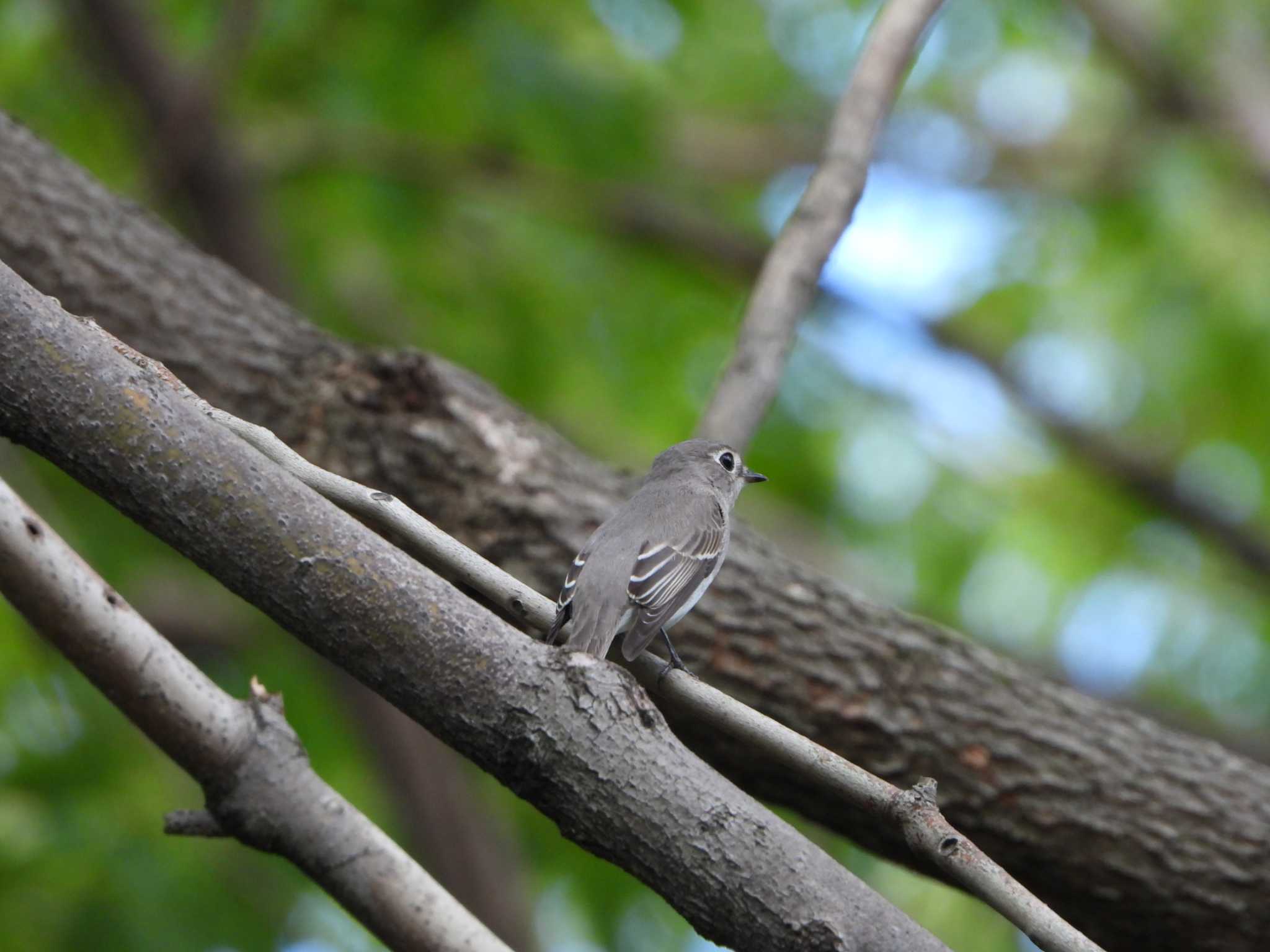 Asian Brown Flycatcher