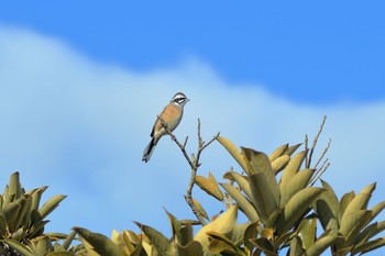 Meadow Bunting 諫早湾干拓 Thu, 1/25/2018