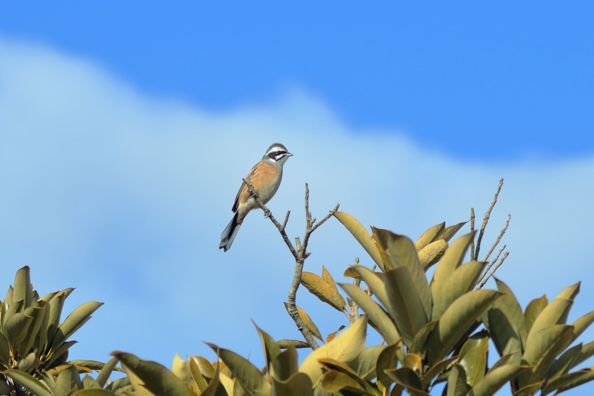 Photo of Meadow Bunting at 諫早湾干拓 by Zakky