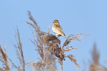 Rustic Bunting 諫早湾干拓 Thu, 1/25/2018