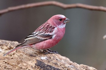 Pallas's Rosefinch Saitama Prefecture Forest Park Mon, 1/18/2021