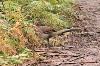 Superb Lyrebird Unknown Spots Fri, 9/23/2022